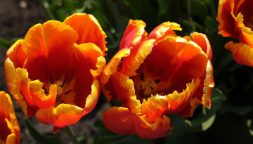 Картинка цветы тюльпаны оранжевый