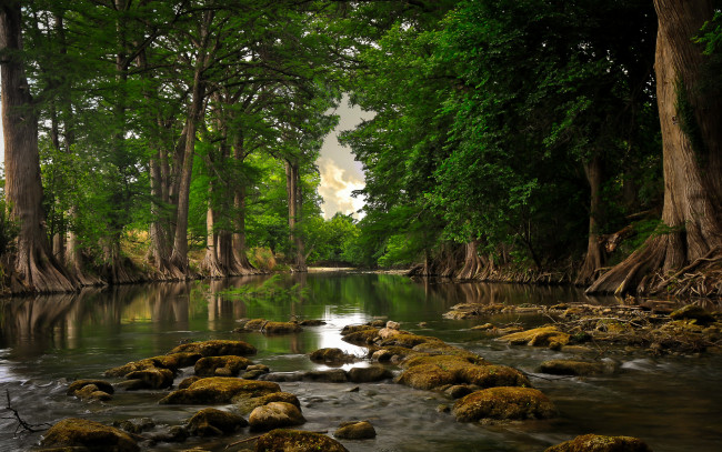 Обои картинки фото природа, реки, озера, деревья, лес, река