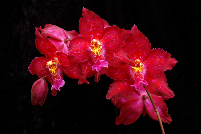 Обои картинки фото цветы, орхидеи, красный, ветка, яркий