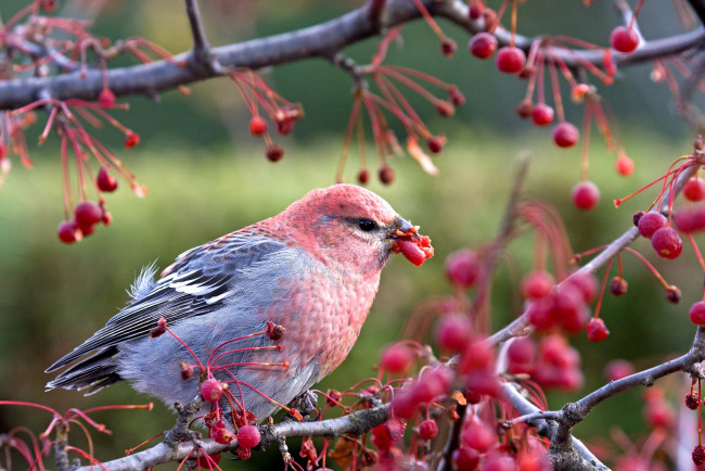 Обои картинки фото дубонос, животные, птицы, ягоды, розовый, серый