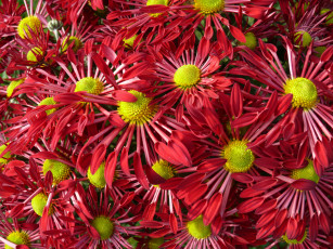 Картинка цветы хризантемы лепестки красные