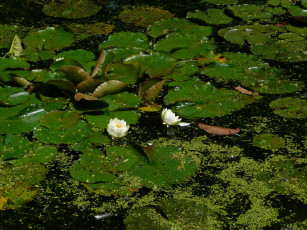 Картинка цветы лилии водяные нимфеи кувшинки лотос