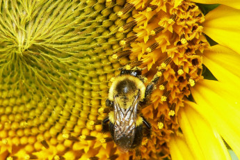 Картинка животные пчелы осы шмели подсолнух пчела