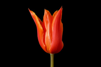 Картинка цветы тюльпаны темный фон тюльпан