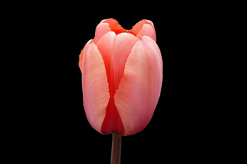 Картинка цветы тюльпаны темный фон тюльпан