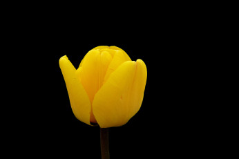 Картинка цветы тюльпаны тюльпан темный фон