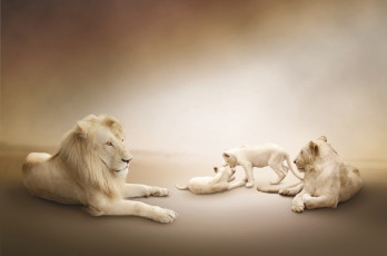 Картинка животные львы львята играют львица лев семейство белые
