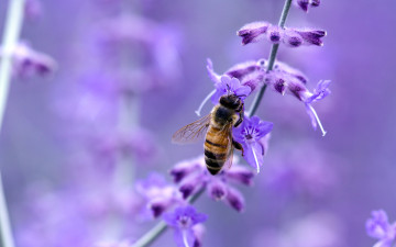 Картинка животные пчелы осы шмели макро насекомое пчела цветок