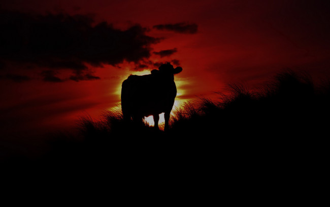 Обои картинки фото животные, коровы, буйволы, ночь, корова