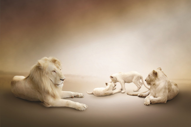 Обои картинки фото животные, львы, львята, играют, львица, лев, семейство, белые