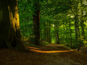 Картинка природа дороги стволы лес листва дорожка
