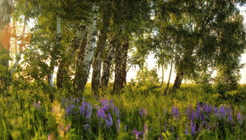Картинка природа деревья русское цветы солнце березы