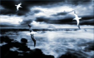 Картинка 3д графика atmosphere mood атмосфера настроения море чайки камни тучи