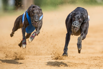 Картинка животные собаки намордники бег