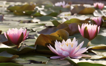 Картинка цветы лилии+водяные +нимфеи +кувшинки водяные лилии листья вода water lilies leaves