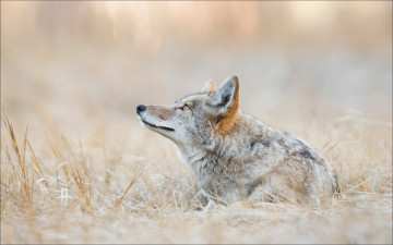 Картинка животные волки +койоты +шакалы взгляд