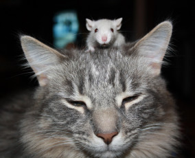 Картинка животные разные+вместе голова кошка кот мышь
