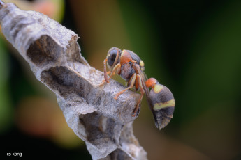 Картинка животные пчелы +осы +шмели улей соты оса макро фон