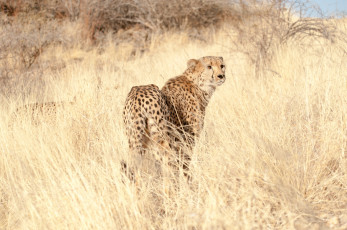 Картинка животные гепарды трава взгляд хищник cheetah гепард
