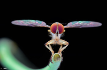 Картинка животные насекомые муха макро фон
