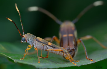 Картинка животные насекомые утро жук травинка фон макро насекомое