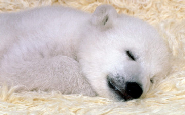 Картинка животные медведи медвежонок белый полярный сон отдых