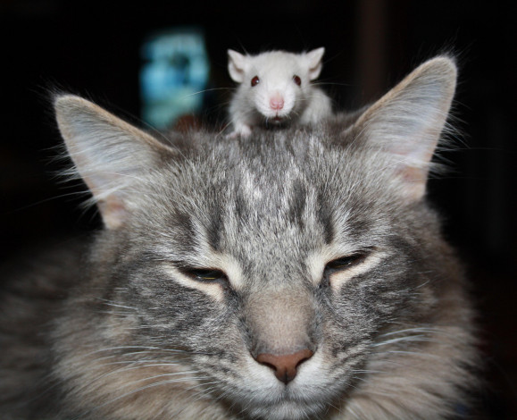Обои картинки фото животные, разные вместе, голова, кошка, кот, мышь