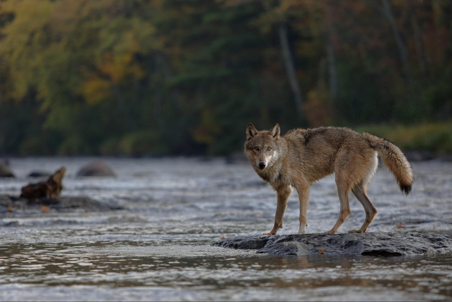 Обои картинки фото животные, волки,  койоты,  шакалы, взгляд, лес, река, волк