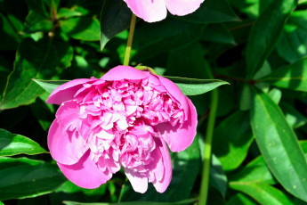 Картинка цветы пионы розовый бутон макро