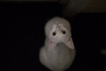 Картинка животные коты глаза взгляд кошка