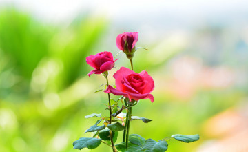 Картинка цветы розы фон лепестки