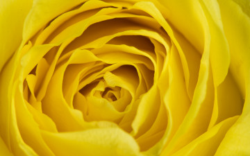 Картинка цветы розы макро лепестки роза фон