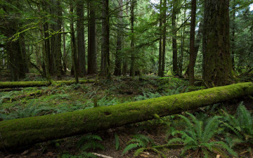 Картинка природа лес деревья бревно папоротник