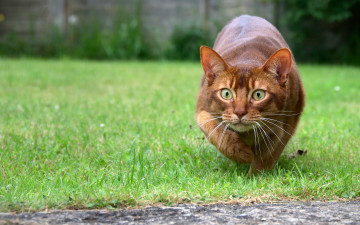 Картинка животные коты взгляд абиссинская кошка охота усы глаза