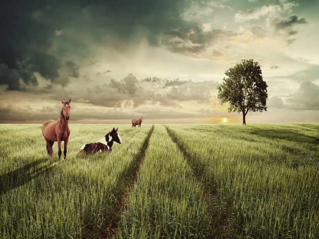 Обои картинки фото животные, лошади, колея, трава, дерево, поле, солнце, небо, пейзаж, облака