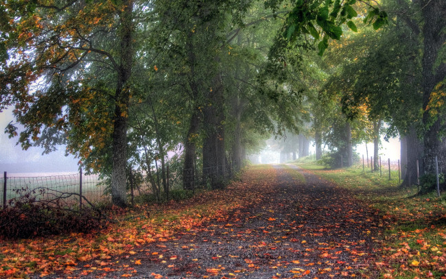 Обои картинки фото природа, дороги, туман, осень