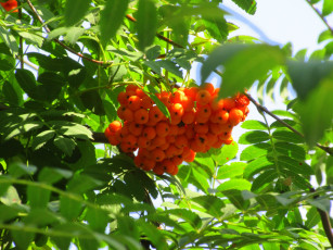 Картинка природа Ягоды +рябина оранжевые
