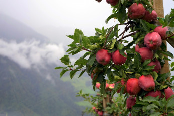 Картинка природа плоды лето яблоки капли дождь