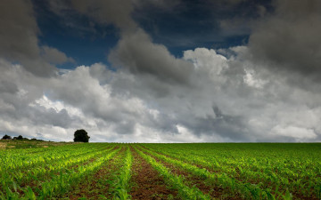 Картинка природа поля пейзаж облака небо поле