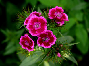 Картинка цветы гвоздики розовая гвоздика шабо макро