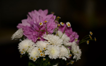 Картинка цветы букеты +композиции георгин хризантема ромашки