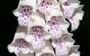 Картинка цветы дигиталис+ наперстянка белая крапинки