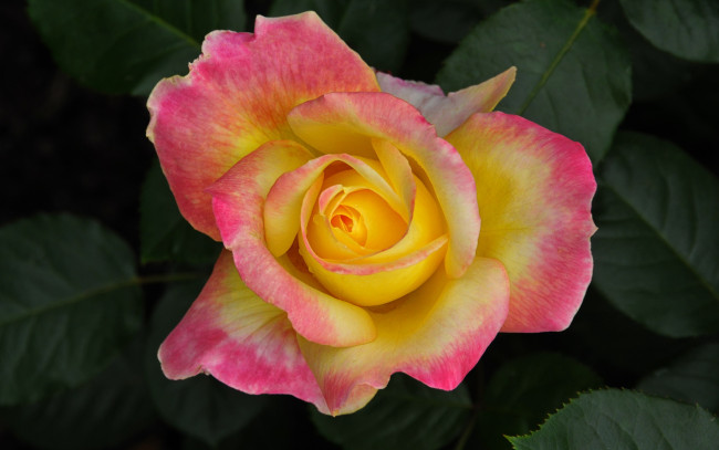 Обои картинки фото цветы, розы, двухцветная, роза, бутон, макро