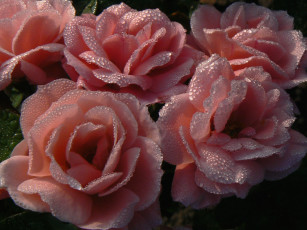 Картинка цветы розы в каплях воды розовые