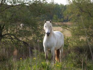 Картинка животные лошади деревья трава
