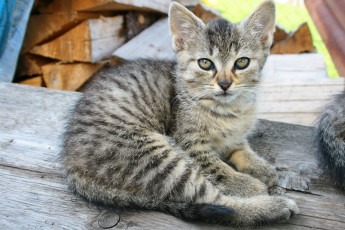 Картинка животные коты котенок табби