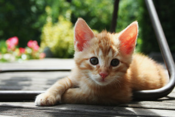 Картинка животные коты рыжий котенок