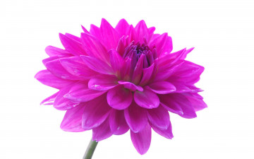 Картинка цветы георгины бутон розовый