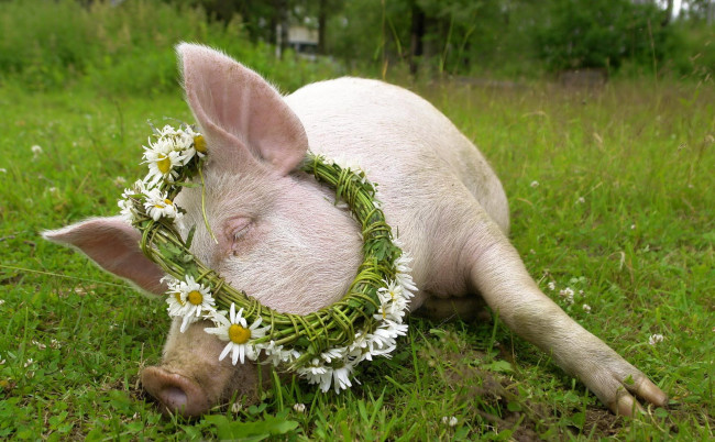 Обои картинки фото животные, свиньи, кабаны, трава, венок