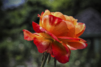 Картинка 3д графика flowers цветы роза